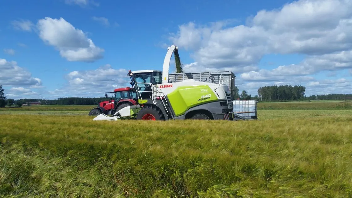 Vihreä ja valkoinen Claas Jaguar -nurmileikkuri leikkaamassa viljapeltoa kirkkaana pilvisenä päivänä.