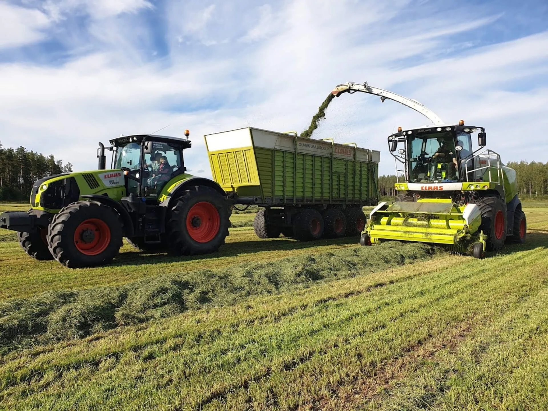 Traktori vetää kärryä ja itsevetävä niittomurskain kerää nurmea ja purkaa sitä kärryyn auratulle pellolle.