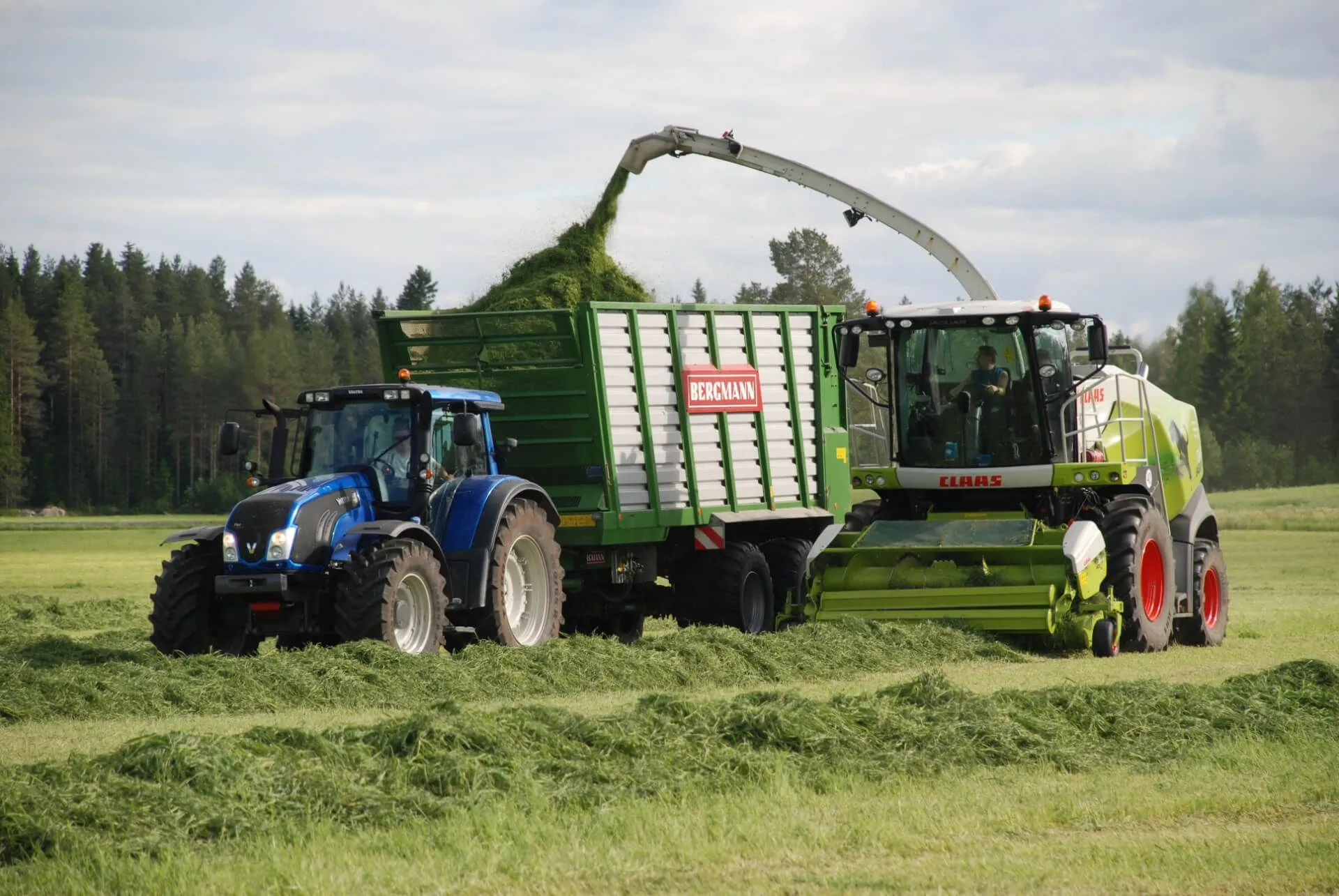 Traktori lastaa silppurilla leikattua heinää vihreään peräkärryyn maaseutupellolla.