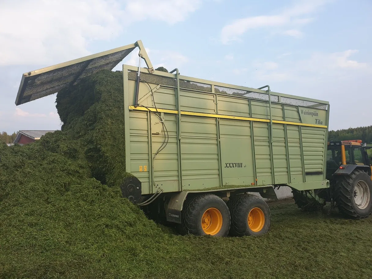 Traktori vetää vihreää rehua täynnä olevaa leikkuupuimuria pellolla sinisen taivaan alla.